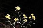 秋鼠麴草-花01.JPG