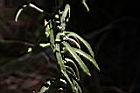 秋鼠麴草-葉02.JPG