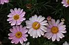 粉花篷蒿菊15.jpg