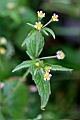 粗毛小米菊-花06.jpg