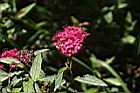 紅花繡線菊-花02.JPG