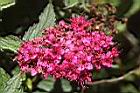 紅花繡線菊-花06.JPG