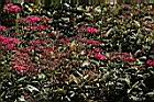 紅花繡線菊05.JPG
