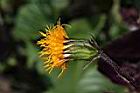 紅鳳菜-花02.JPG