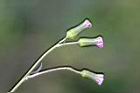 紫背草-花14.jpg