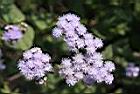 紫花藿香薊-花01.jpg