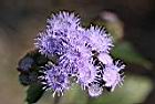 紫花藿香薊-花12.jpg