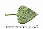 紫花藿香薊-葉背00.JPG