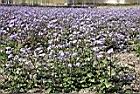 紫花藿香薊14.jpg