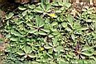 細葉假黃鵪菜08.JPG