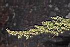 細葉山艾-花實07.JPG