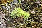 細葉山艾18.JPG