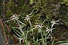 細葉鼠麴草-花序04.JPG