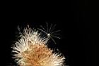 翼莖闊苞菊-種子31.JPG