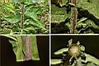 翼莖闊苞菊-翼1.jpg