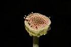 翼莖闊苞菊-花23.JPG