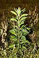 翼莖闊苞菊01.JPG