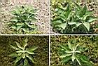 翼莖闊苞菊1.jpg