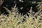 艾-花果枝10.JPG