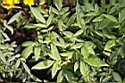 芳香萬壽菊-葉0.jpg