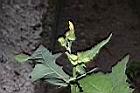 苦滇菜-花苞06.JPG