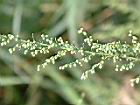 茵陳蒿-花苞05.JPG