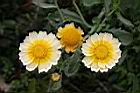 茼蒿-花17.jpg