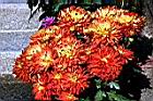 菊花13.jpg