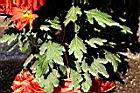 菊花14.jpg