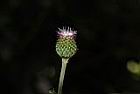 華薊-花06.JPG