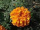 萬壽菊-花11.jpg