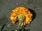 萬壽菊-花14.jpg