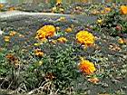 萬壽菊07.jpg