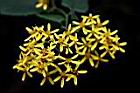 蔓黃菀-花14.jpg