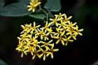 蔓黃菀-花15.jpg