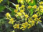 蔓黃菀-花29.JPG