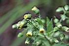薄葉艾納香-花04.JPG