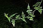 裂葉蔓黃菀-葉04.JPG