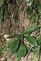 走馬胎01.jpg