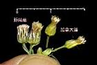 野茼蒿-花09.jpg