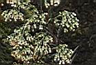 野茼蒿-花序04.JPG