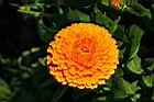 金盞花-花03.jpg