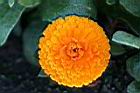 金盞花-花07.jpg