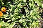 金盞花01.jpg