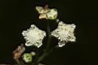 銀膠菊-花69.JPG