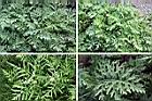 銀膠菊-葉1.jpg