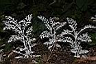 銀葉菊03.JPG