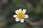 長柄菊-花7.jpg