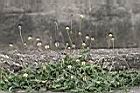 長柄菊10.jpg