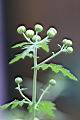 阿里山油菊-花苞1.jpg